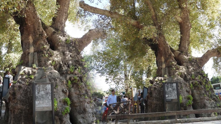 Musa Ağacı'nın sırrı ne? Depreme meydan okuyan 3 bin 600 yıllık efsane