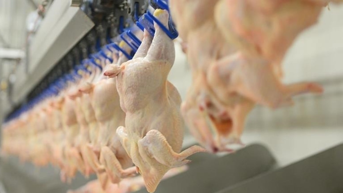 Artuklu Üniversitesi'nde öğrencilere tarihi geçmiş tavukları yedirmişler