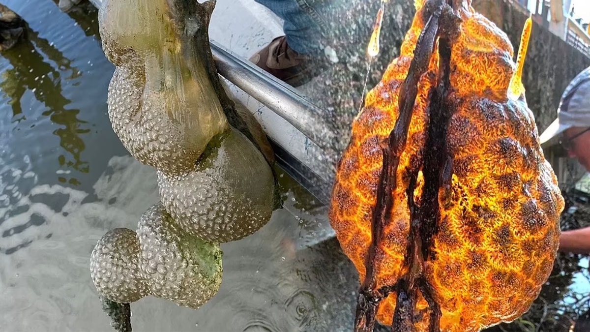 500 milyon yıllık gizem: 'Uzaylı yumurta keseleri'