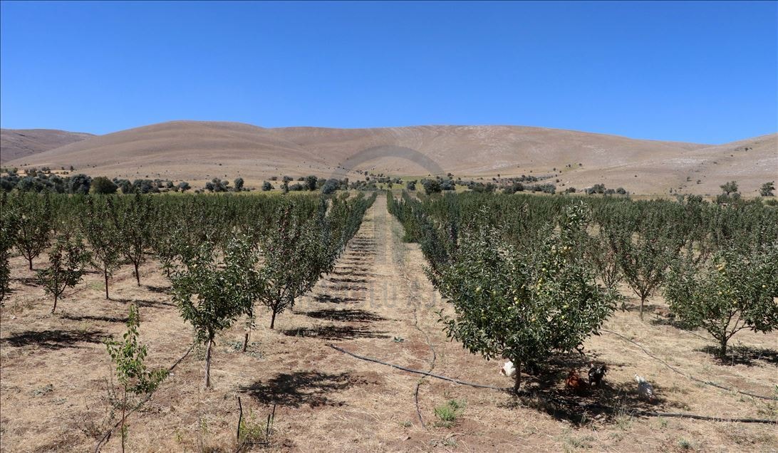 Türkiye'de sadece o ilçede yetişiyor: Kilosu 50 TL'den satılıyor