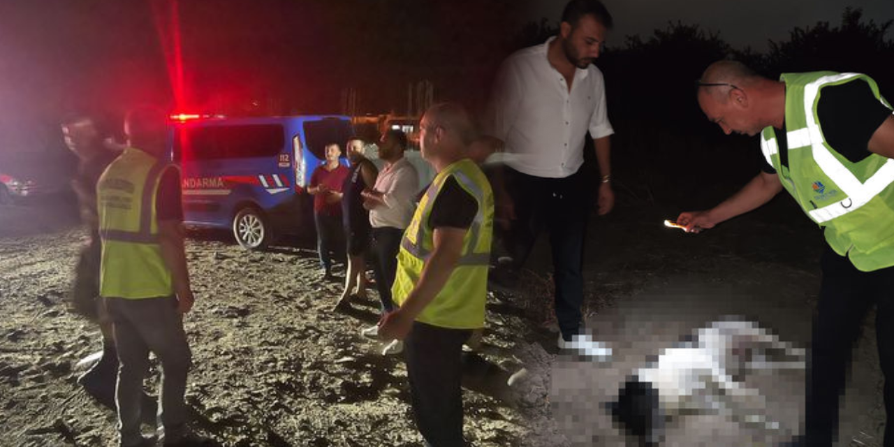 Hatay'da köpek katliamı