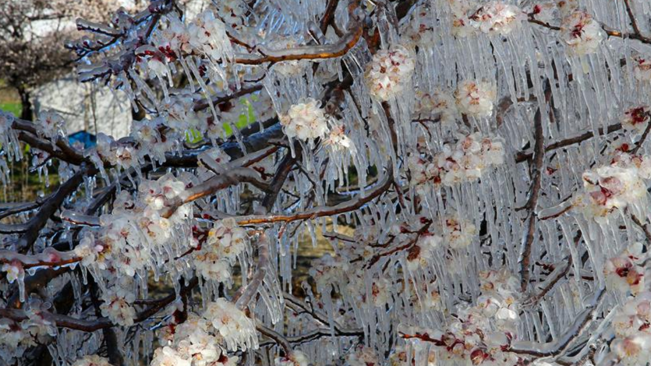 Meteoroloji'den o bölgelere zirai don uyarısı