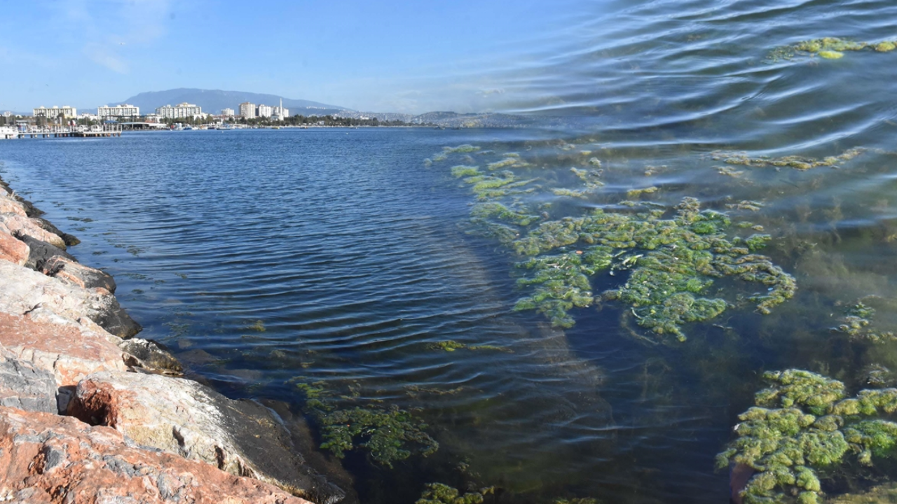 İzmir Körfezi kıyısı, deniz yosunlarıyla yeşile büründü