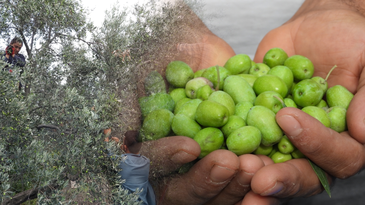 Hatay’ın meşhur halhallı zeytininde hasat dönemi