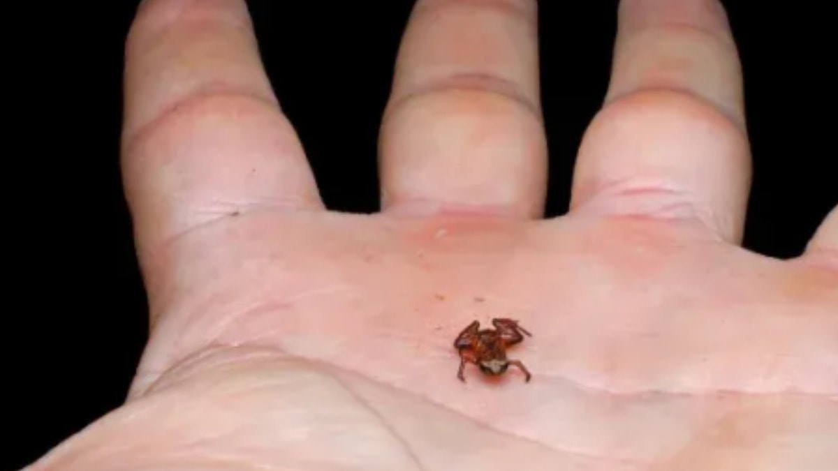 Bilim insanları, santimetreden küçük kurbağa türünü keşfetti