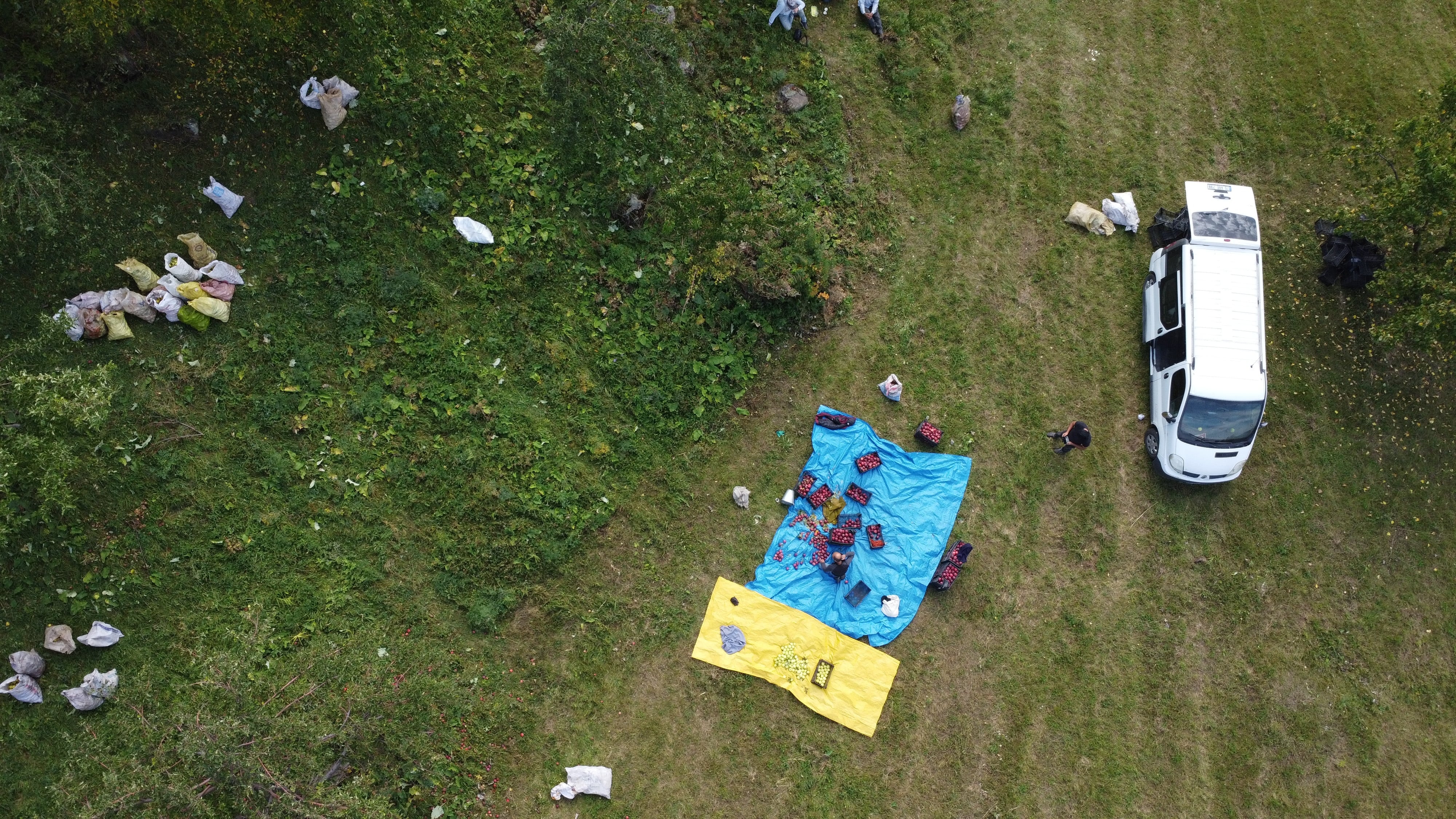 Iğdır'da hasat ediliyor özel sipariş üzerine farklı bölgelere gönderiliyor: Kilosu 60 TL