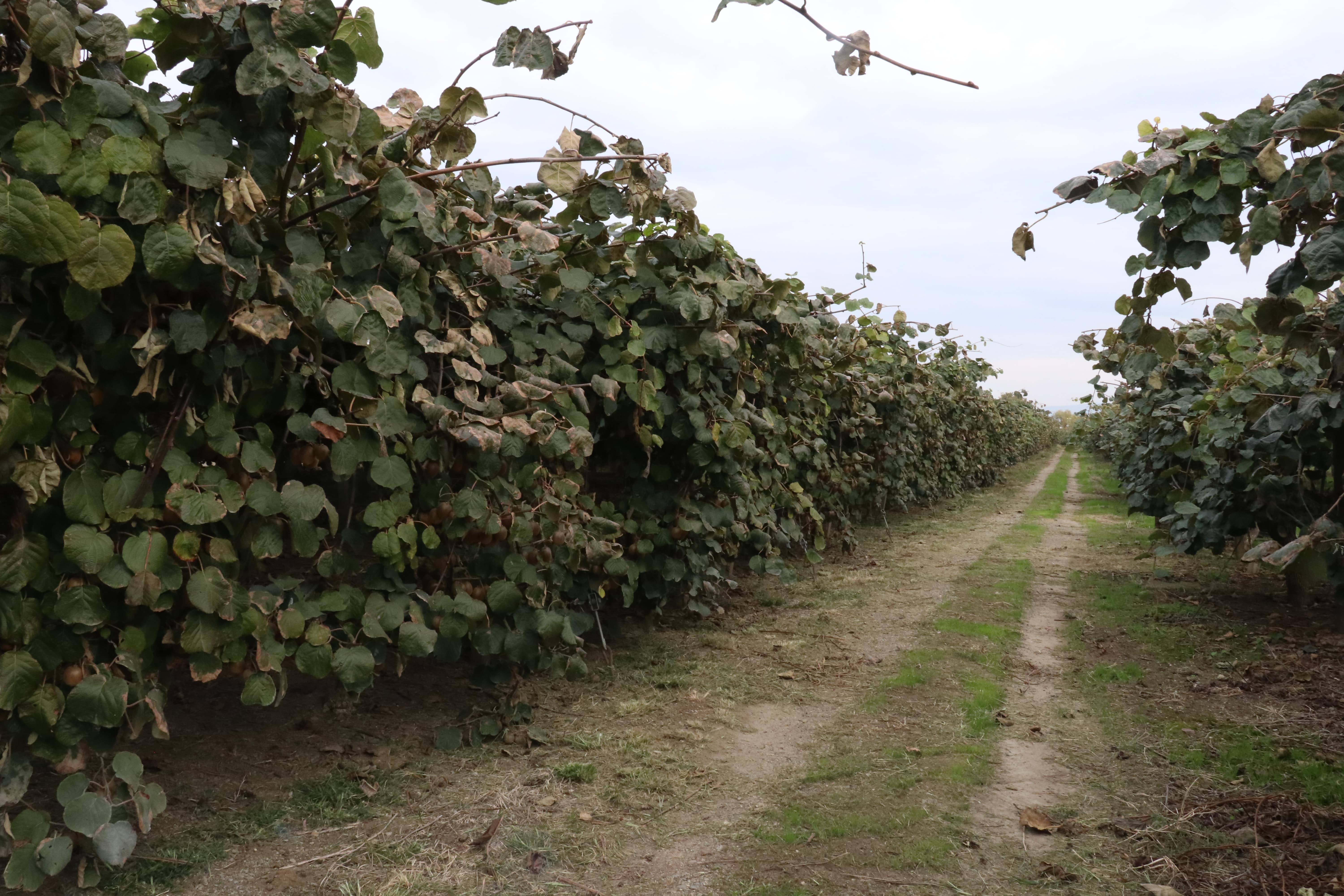 Çiftçilerin göz bebeği meyvede hasat başladı! Dalındayken dünyanın dört bir yanına satılıyor