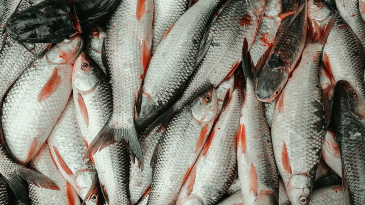 Sadece lezzetli değil, aynı zamanda şifa deposu: Balıkçılar en sağlıklı balık türünü açıkladı