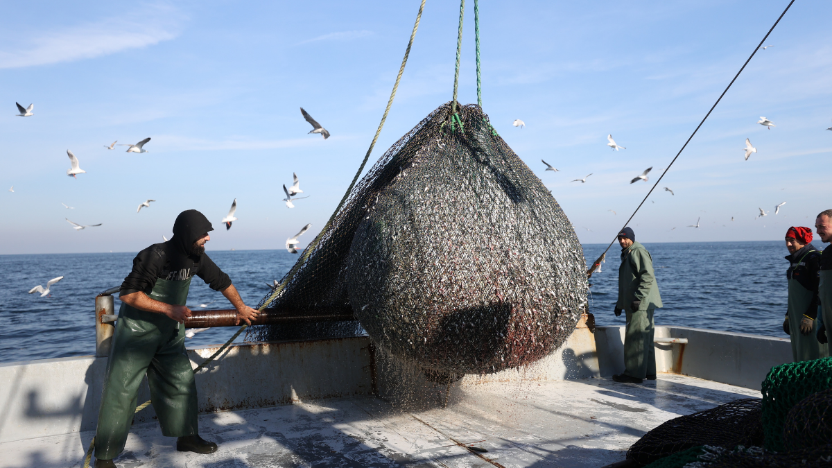 Denize açılan balıkçılar umduklarından fazlasını buldu: Çıkanlar palamutu bile geride bıraktı