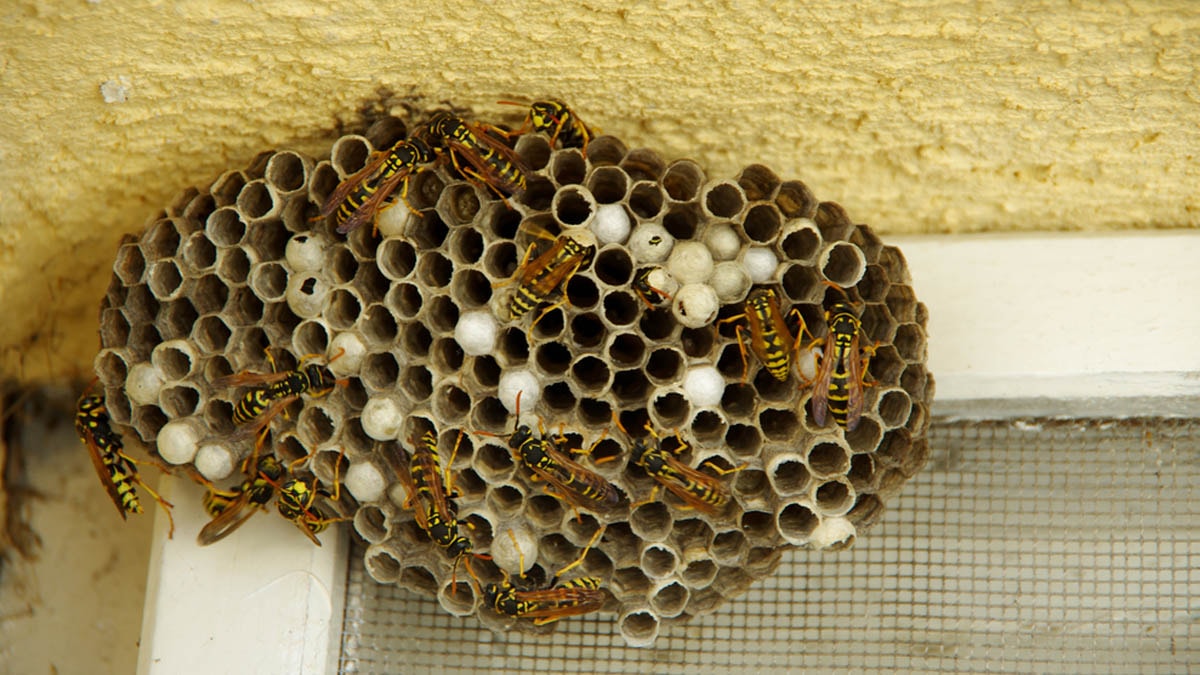 Arılar balkona yuva yapıyorsa, aslında bunu söylemek istiyorlar!