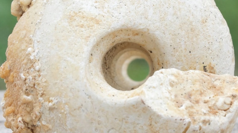 İstanbul’un en kalabalık ilçesinden çıkan bu fosil depreme ilişkin ne anlatıyor?