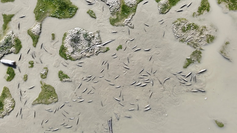 Su seviyesi düşen barajda balıklar öldü