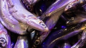 Balık fiyatlarında 'soğuk' etkisi