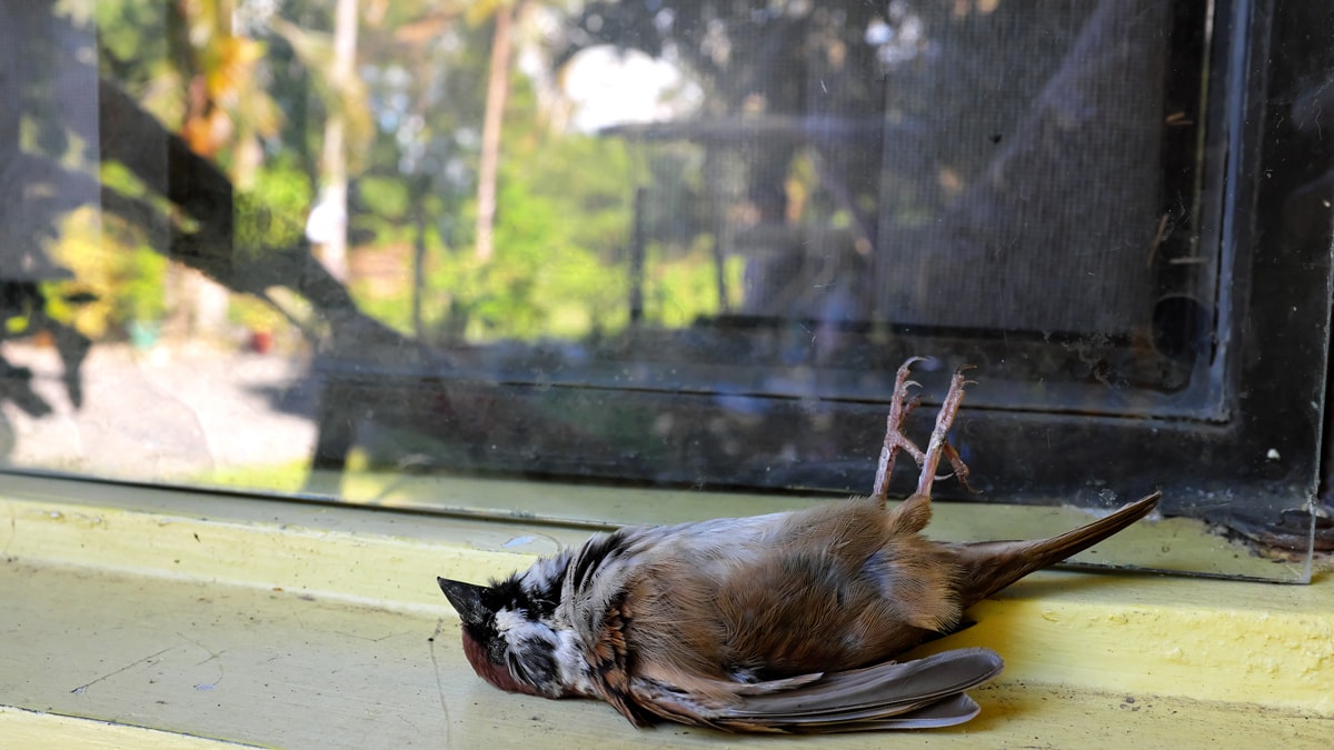 Pencerenize çarpan kuş bakın size ne mesaj veriyor: Meğer tesadüf değilmiş!