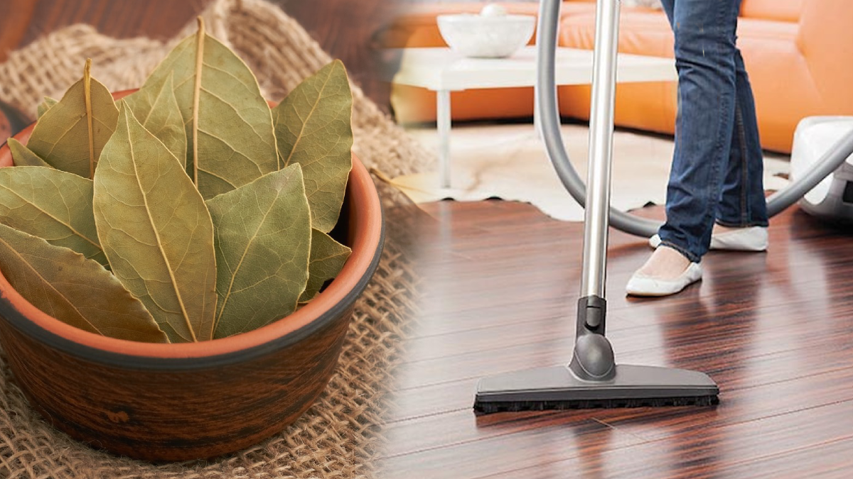 Elektrik süpürgesine defne yaprağı koyun çalıştırın... Eviniz saraya dönecek