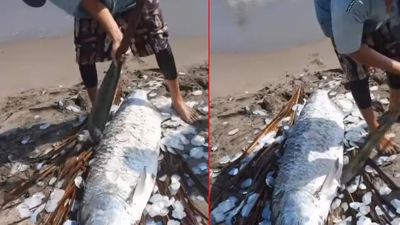 Eti değil pulları değerli olan denizlerin devi 80 yaşına kadar yaşıyor - Sözcü