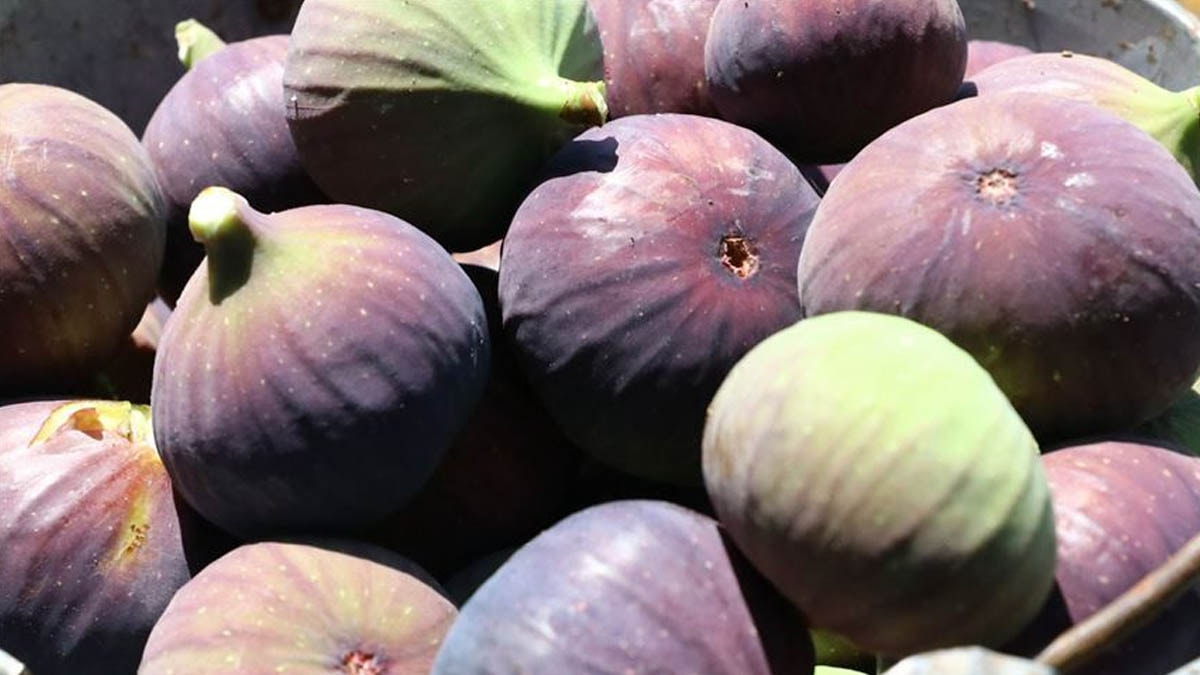 İşte incirin bu kadar sağlıklı olmasının nedeni... Sadece lif içermesi değil!