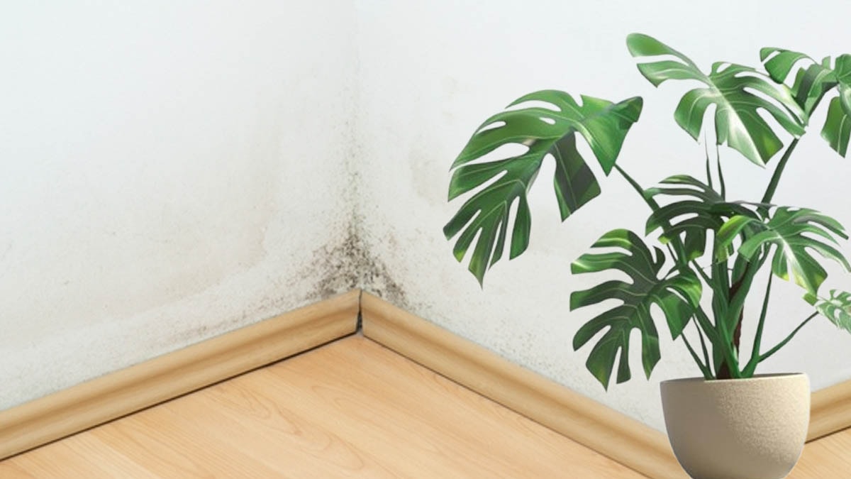 Evden küfü uzak tutan 4 bitki: Meğer küf sorununu ortadan kaldırıyormuş! 