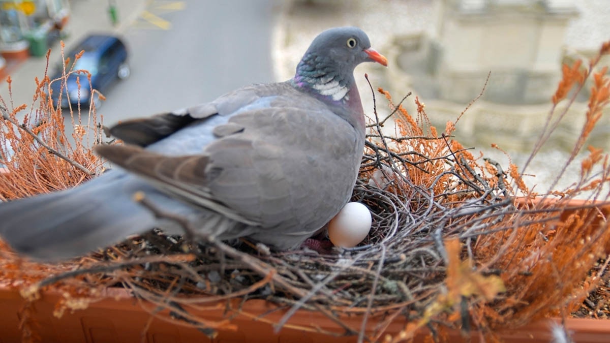 Kuşların balkona yuva yapması bakın ne anlama geliyormuş! 