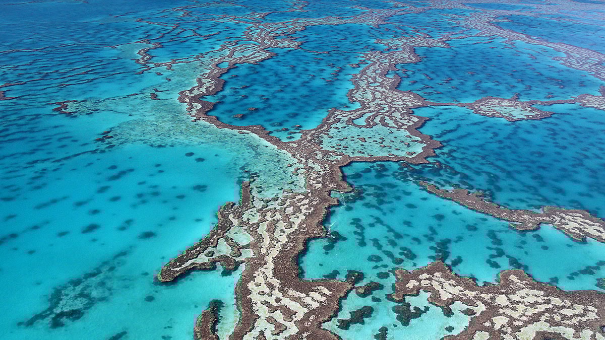 Aşırı sıcaklık, iki kasırga ve seller etkili oldu: Yüzde 30'u yok oldu