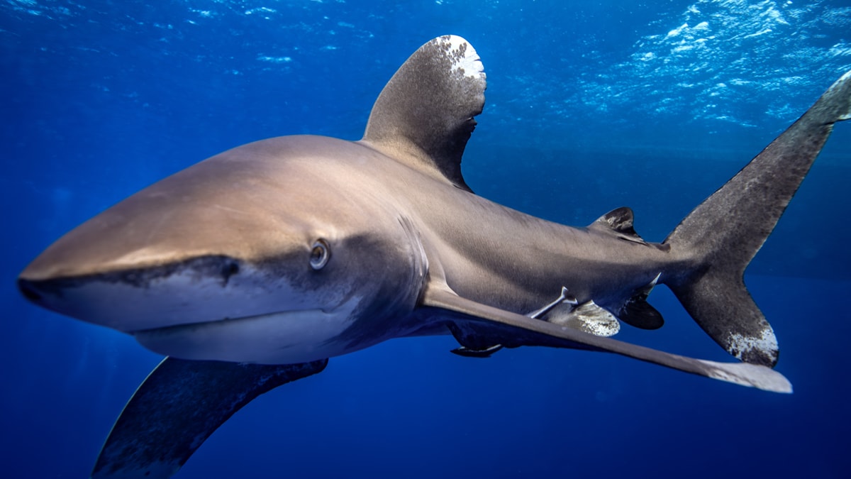 Tehlike altındaki devler: Kızıldeniz'in gizemli canlıları görüntülendi