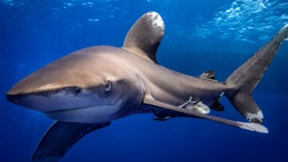 Tehlike altındaki devler: Kızıldeniz'in gizemli canlıları görüntülendi