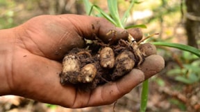 Kilogram fiyatı altınla yarışıyor: Balkonunda yetiştiren köşeyi dönüyor