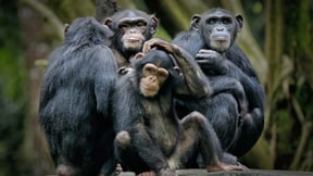 Yeni araştırma şaşırttı: Şempanzeler de kültürel miras yaratıyor