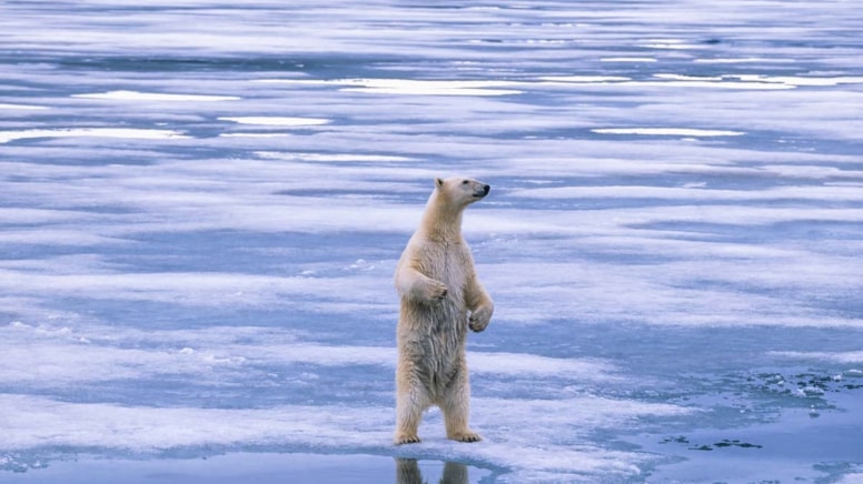 Küresel ısınma rekor kırdı: 1.5 derece eşiği aşılıyor