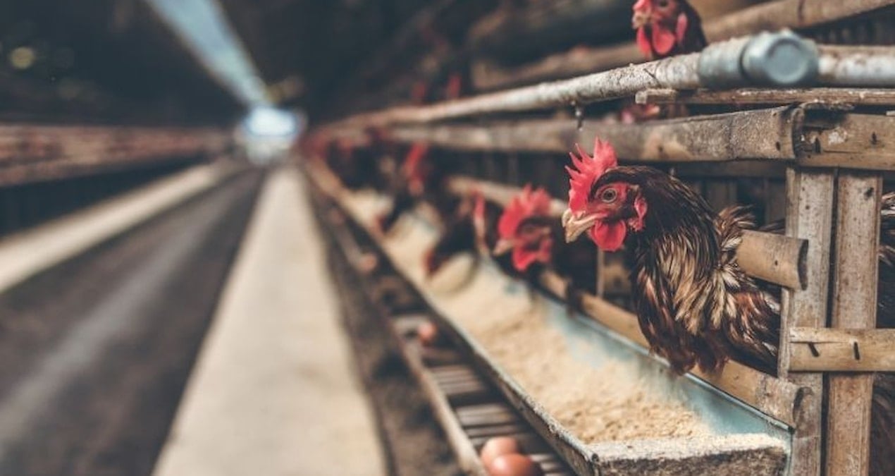 Tavukçuluk sektörünün önde gelen şirketi mali darboğazda