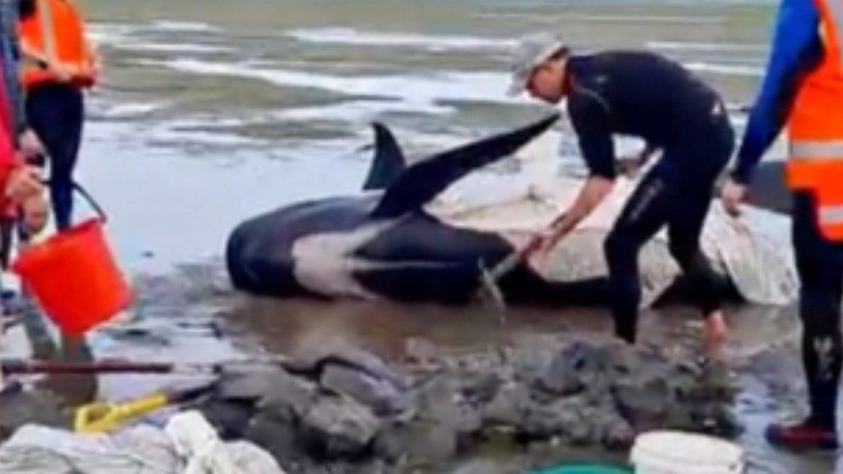 Dünyanın en nadir balinası kıyıya vurdu