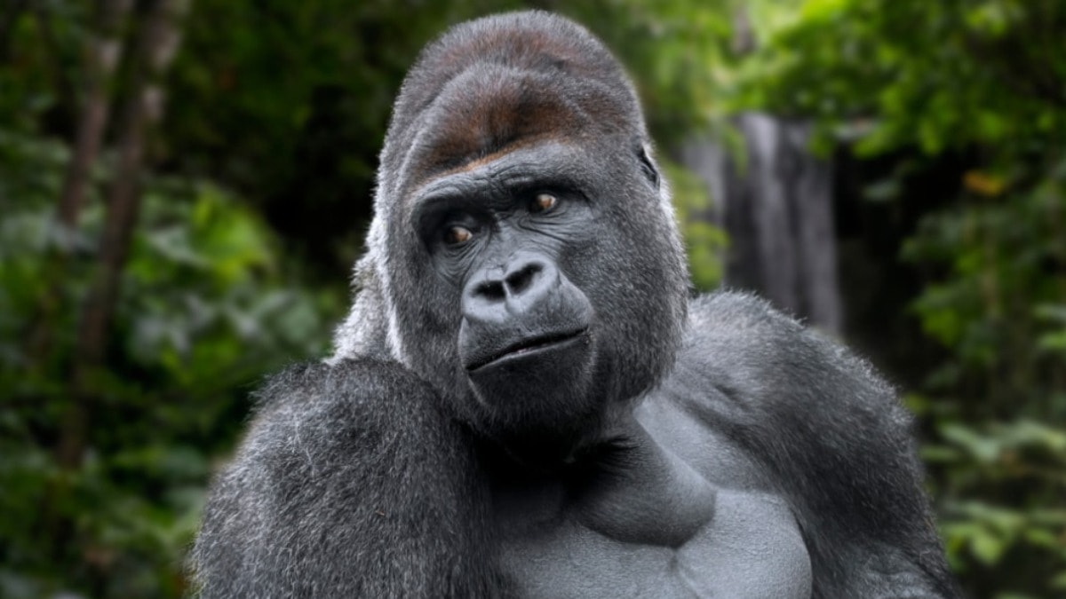 Hayvanat bahçesinde COVID-19 alarmı: Hayvanların yüzde 20’si pozitif çıktı