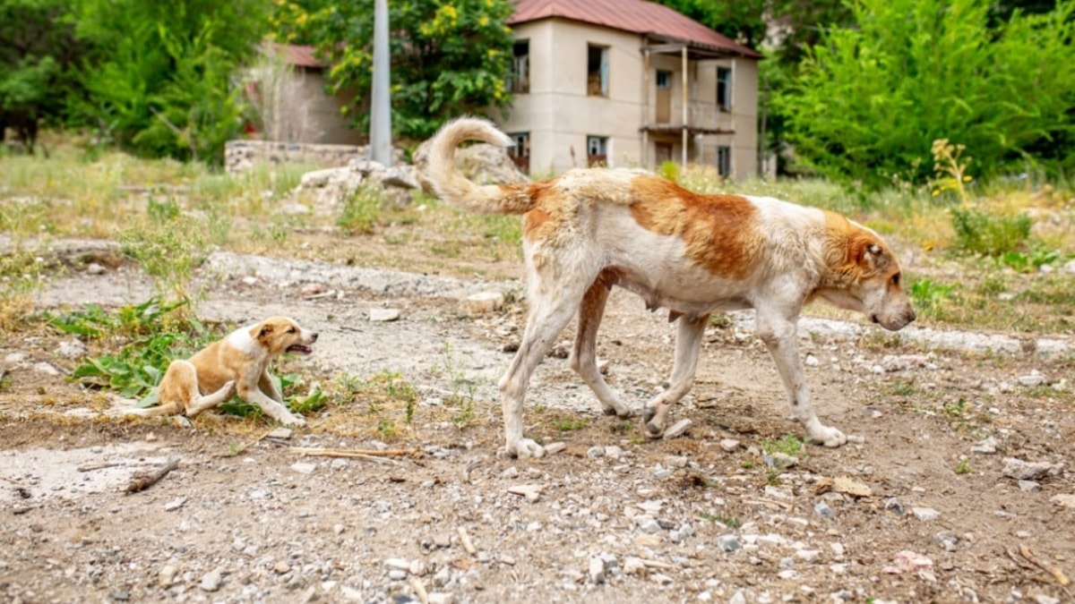 Çernobil köpeklerinin 'süper güçleri': 900 mutant köpek