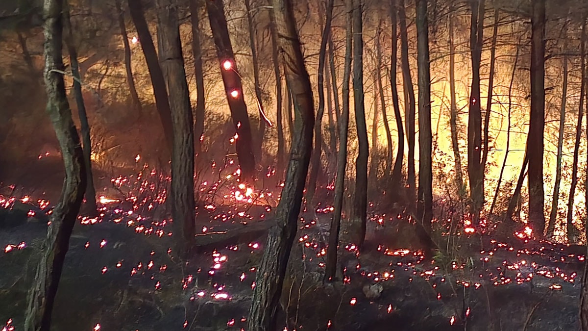 Adana'da orman yangını: Ekipler seferber oldu