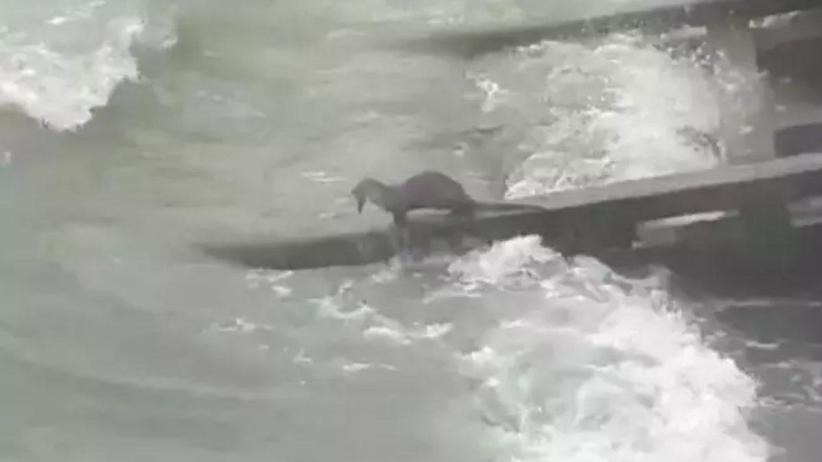 Rize'de görüntülendi: Hem de 2 tane birden