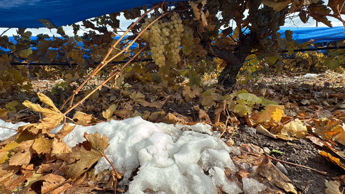 Hasat başladı: Dondurucu soğukta toplanıyor, faydaları saymakla bitmiyor