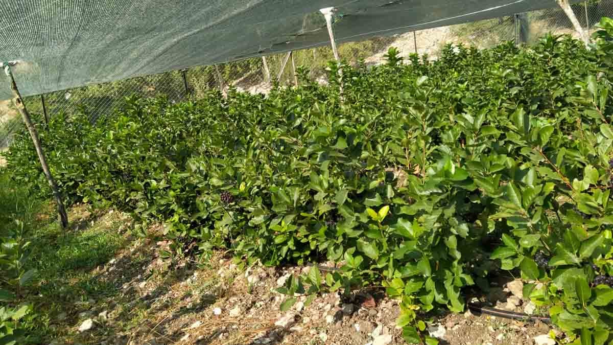 Kahvenin yerini tutan tek meyve: 'Bana ekstra enerji veriyor'