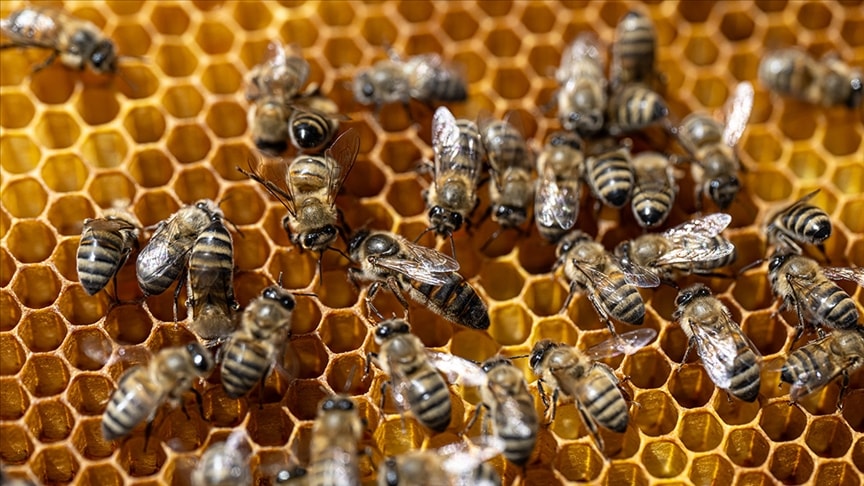 Ormanlar canlandı rekolte arttı: 17 bin ton hasat elde edildi