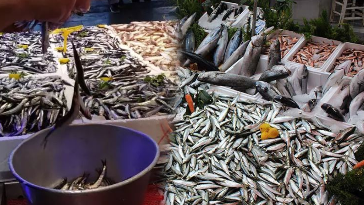 Kafasındaki taşıyla şifa dağıtan balık tezgaha çıktı: Ne istavrit ne palamut