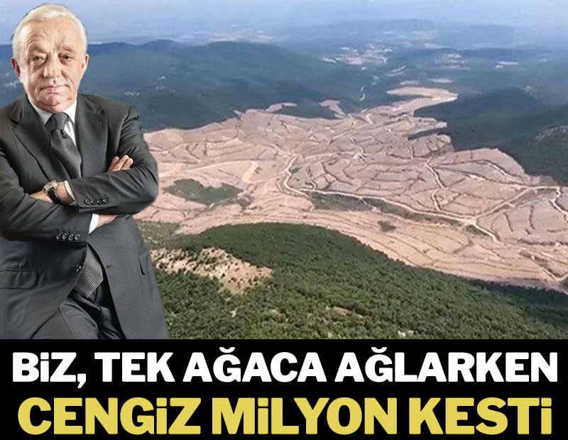 Biz, tek ağaca ağlarken Cengiz milyon kesti