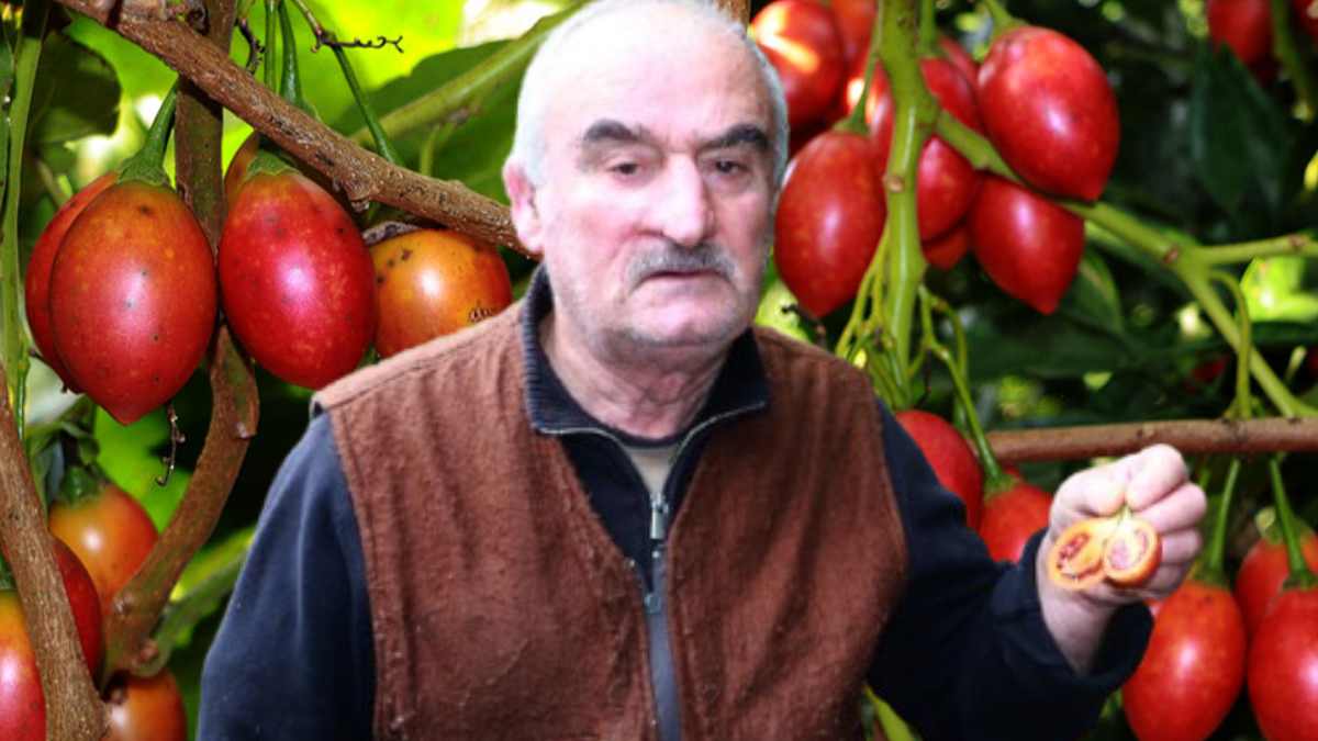 Saksıya ekti tonlarca hasat topladı: Pazarı çok iyi, bol bol dikin