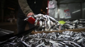 Balıkçılar duyurdu: Hamsiye zam geldi