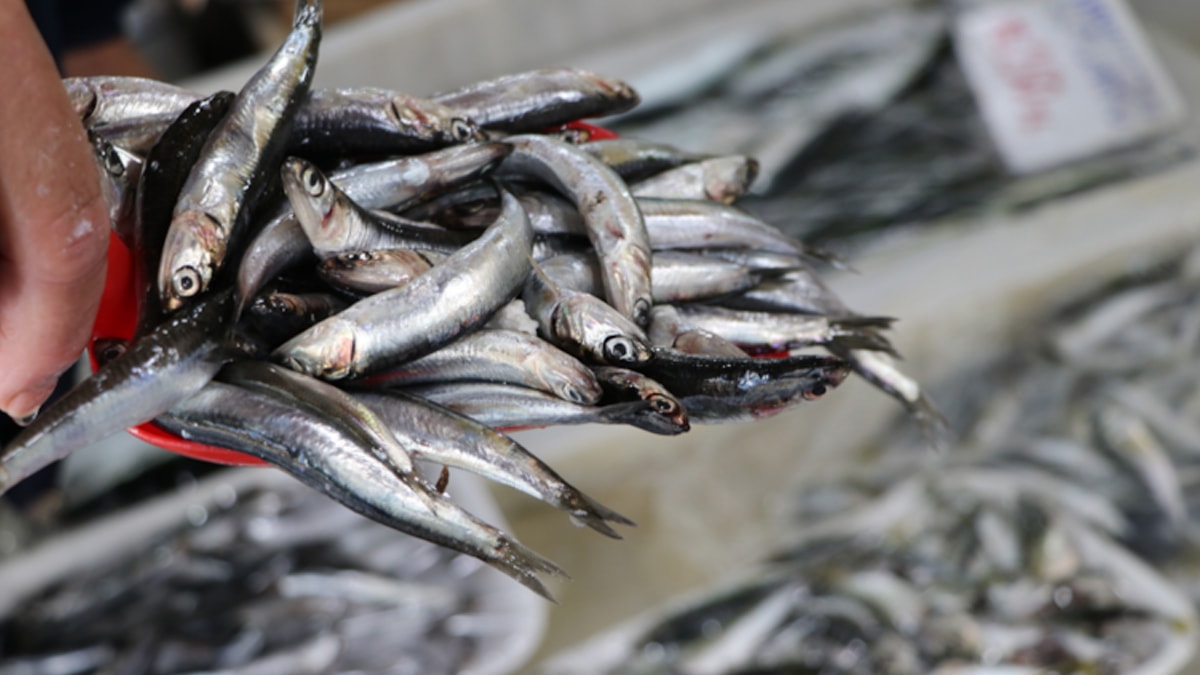 İğneada açıklarında hamsi bolluğu yaşanıyor