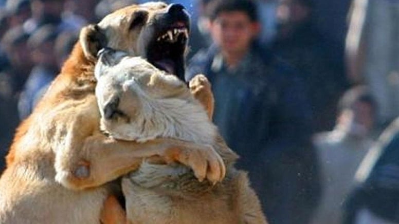 Köpek dövüşüne jandarma baskını: 2 kişiye para cezası