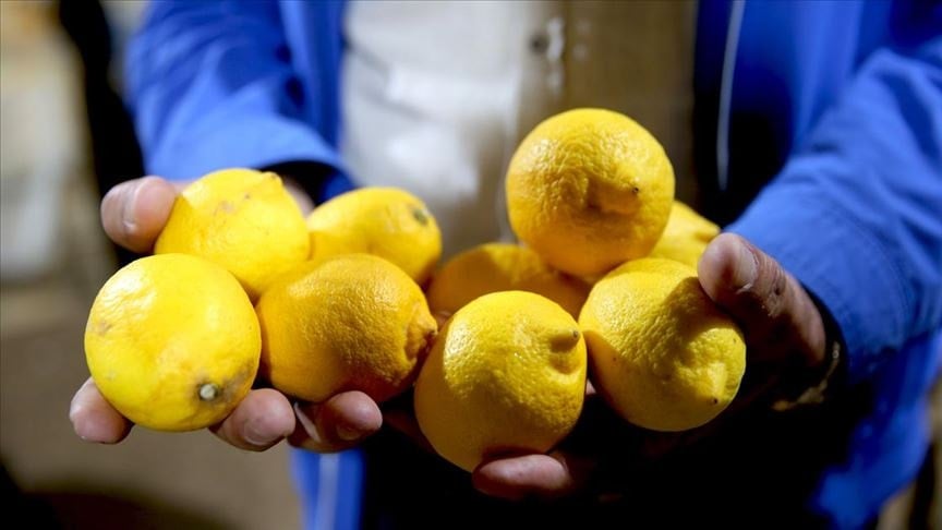 Tarım ilacı zehre dönüştü: Limonlarda 21 kat fazlası bulununca gümrükten döndü