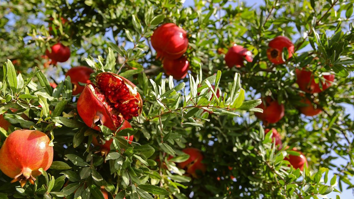Bulgaristan'a giden narlar da pestisit nedeniyle geri döndü