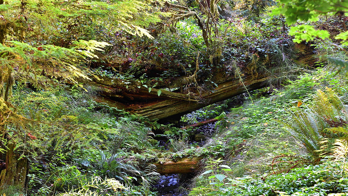 Kimse sırrını çözemedi: 400 tane hem de hepsi aynı şekilde