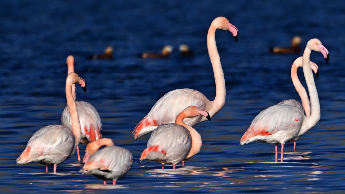 Flamingolar neden göç etmiyor?