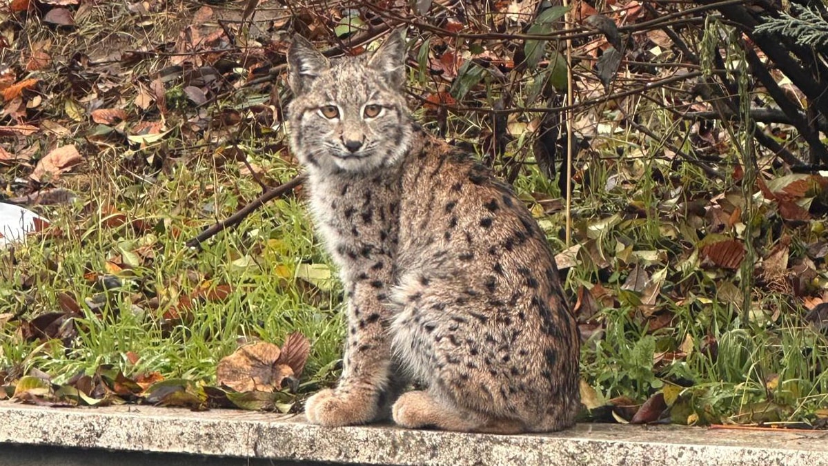 Nesli tehlikede olan vaşak görüntülendi