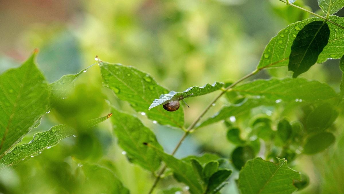 20 bin dişi olan canlı, her gün karşılaşıyoruz